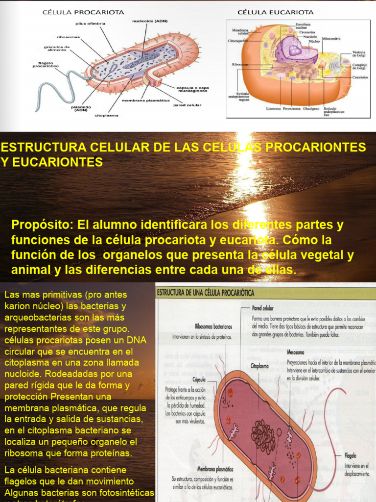 Estructura y Función Celular | PDF | Biología Celular) | Citoplasma
