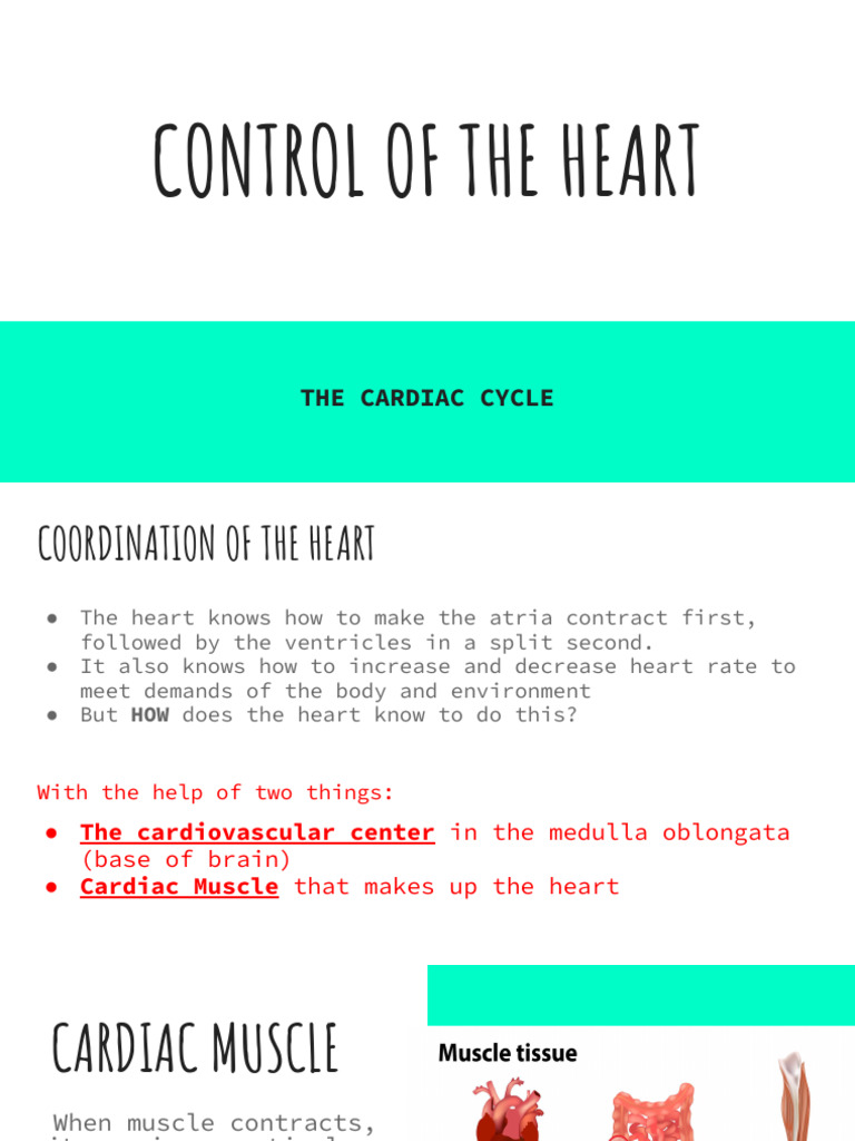 Control of The Heart | PDF | Diastole | Heart Valve