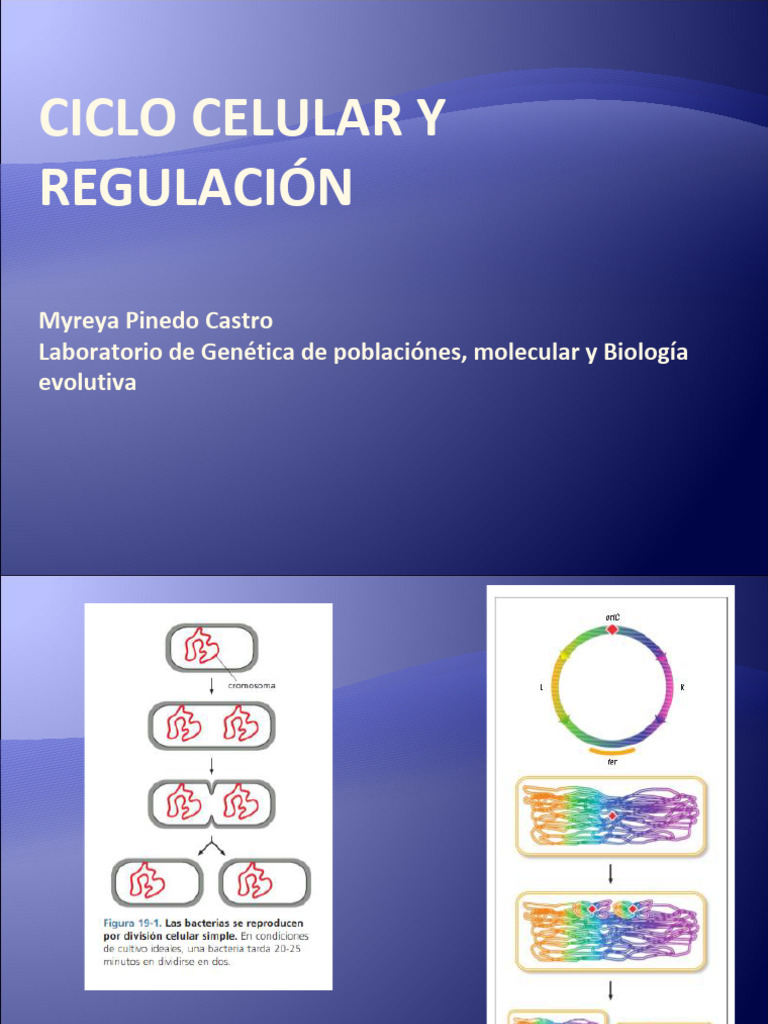 Ciclo Celular y Control 2010 | PDF | Mitosis | Ciclo celular