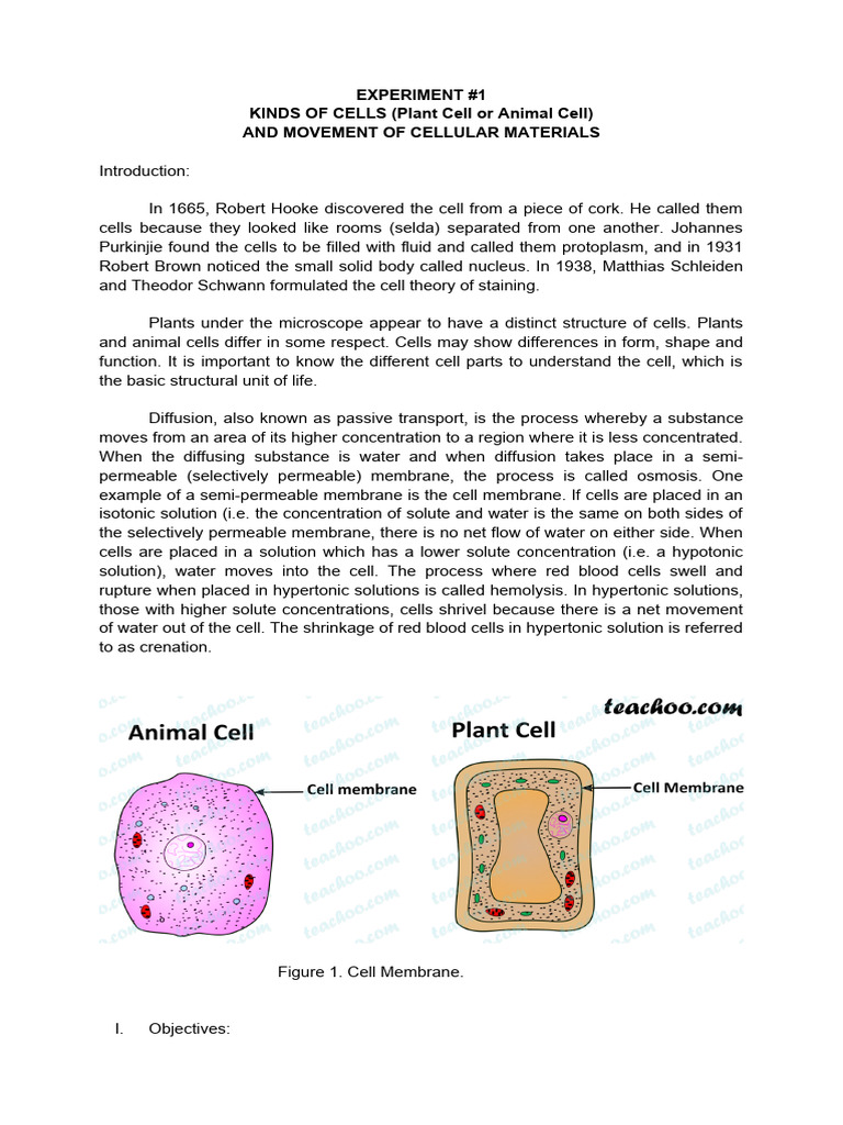 Experiment 1 1 | PDF | Cell (Biology) | Histology