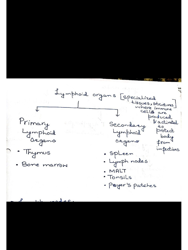Lymphoid Organs Pdf
