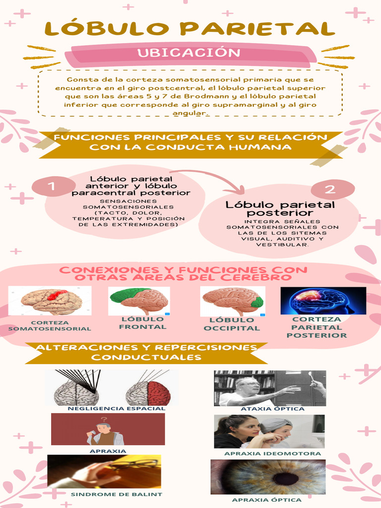 Funciones del Lóbulo Parietal y Conducta | PDF