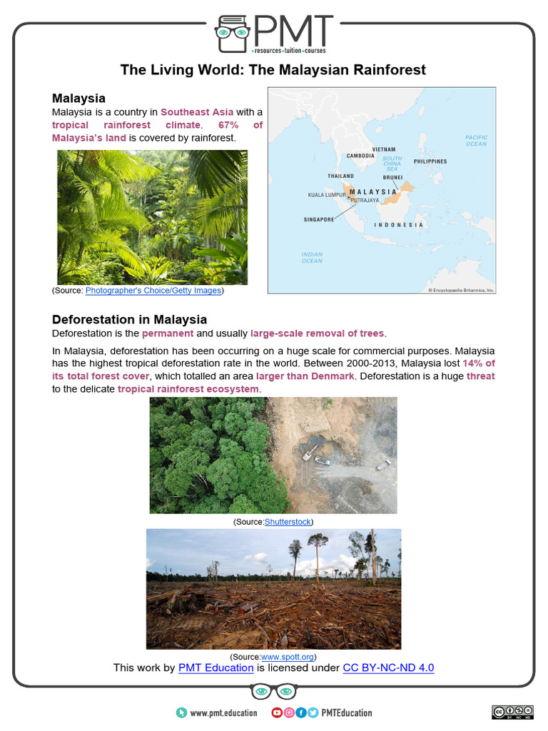 The Malaysian Rainforest | PDF | Deforestation | Rainforest
