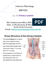 BBT221 Lec 18 - Urinary System