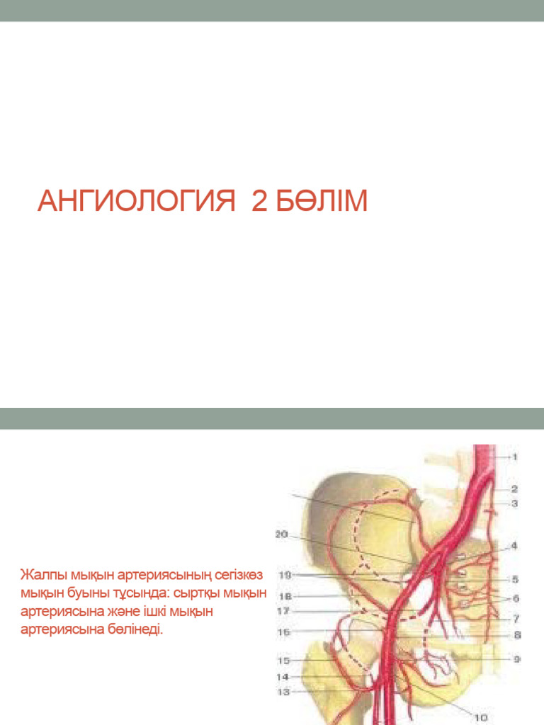 Үлкен кеуде және үлкен бөксе