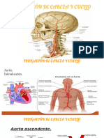 Arterias y Venas Cabeza y Cuello