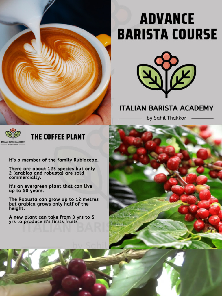 Advanced Barista Course Overview | PDF | Coffee | Drink
