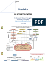 7. Gluconeogenesis Nivelacion 2024 Fe