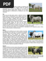 Razas Cebú: Características y Origen | PDF | Vacas | Animales domesticados