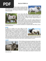 Razas Cebú: Características y Origen | PDF | Vacas | Animales domesticados