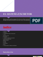 El Sistema Excretor Cyt Exposicion Todos Apoyaron