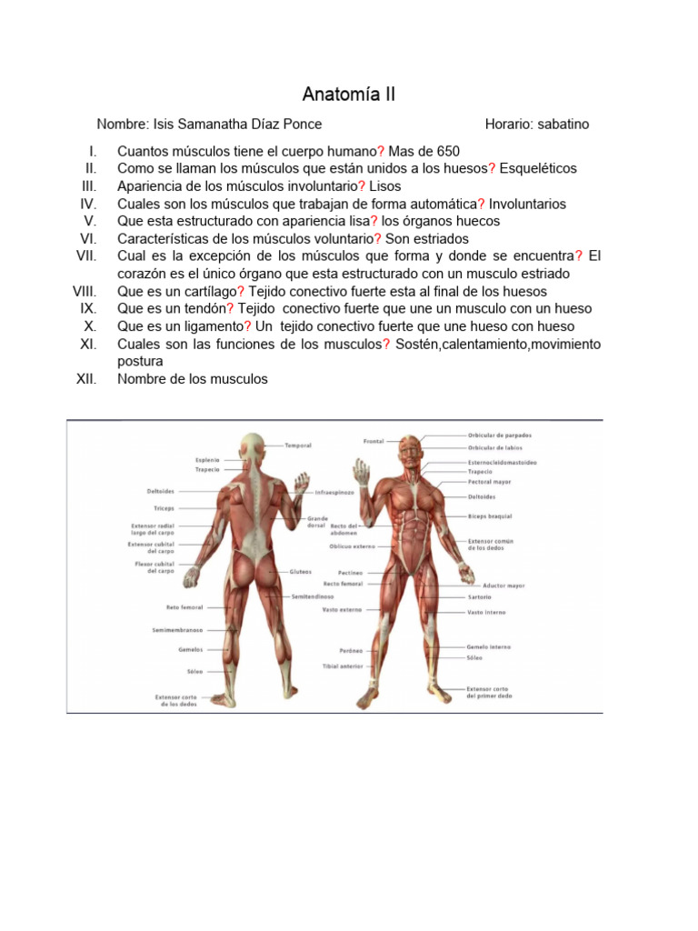 Anatomía Ii Pdf Músculo Sistema Nervioso Central