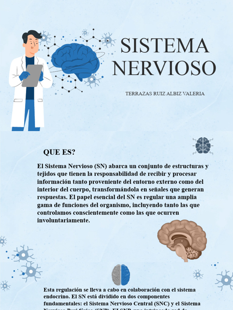 Funciones y Estructura del Sistema Nervioso | PDF | Sistema nervioso ...