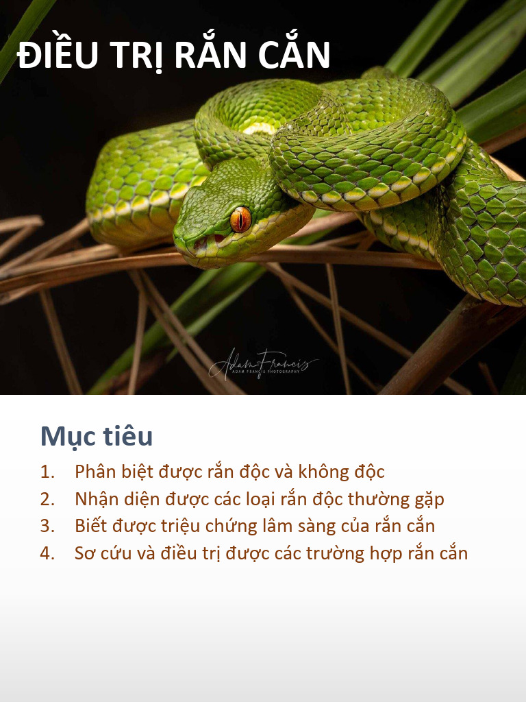 10. RẮN CẮN | PDF