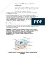 Citoplasma e Citoesqueleto - 025222