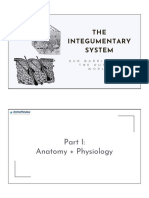 Integumentary: Anatomy + Physiology