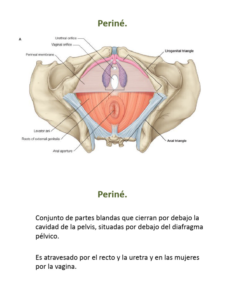 Anatomía y Funciones del Periné | PDF | Pelvis | Anatomía
