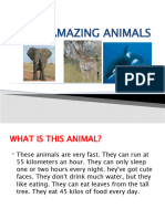 Amazing Animals