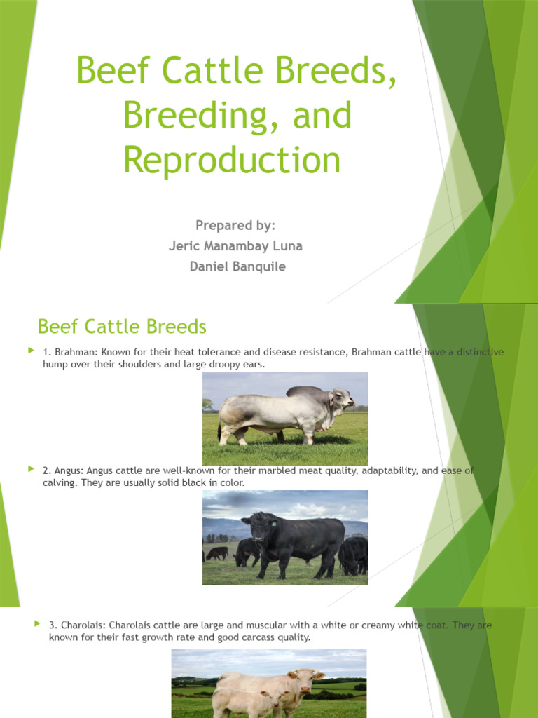 Ansci Report | PDF | Cattle | Plant Breeding