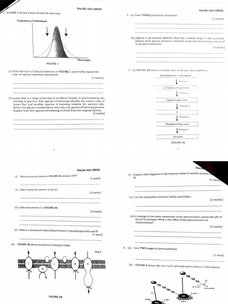 Set 5 Realbio KMPP Q | PDF