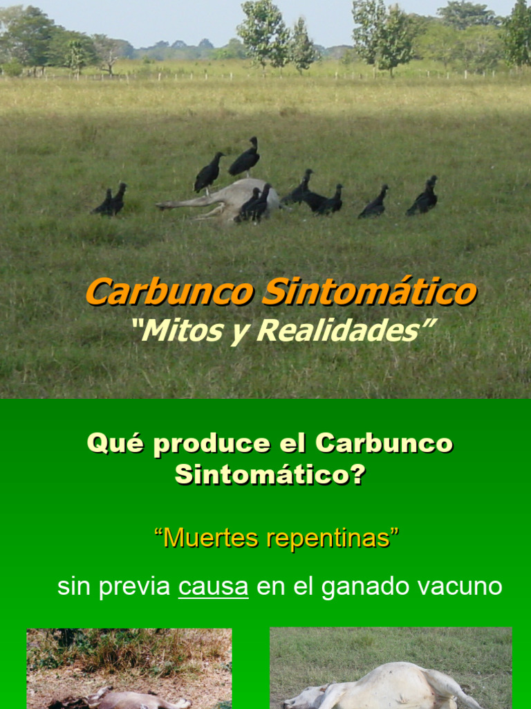 Carbunco Sintomático: Causas y Prevención | PDF | Ántrax | Diarrea