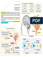 Las Neurona Sus