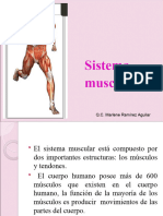 3 Sistema Muscular