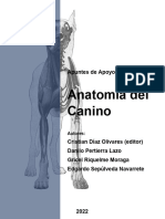 Apuntes Anatomia Canino V2022 Final