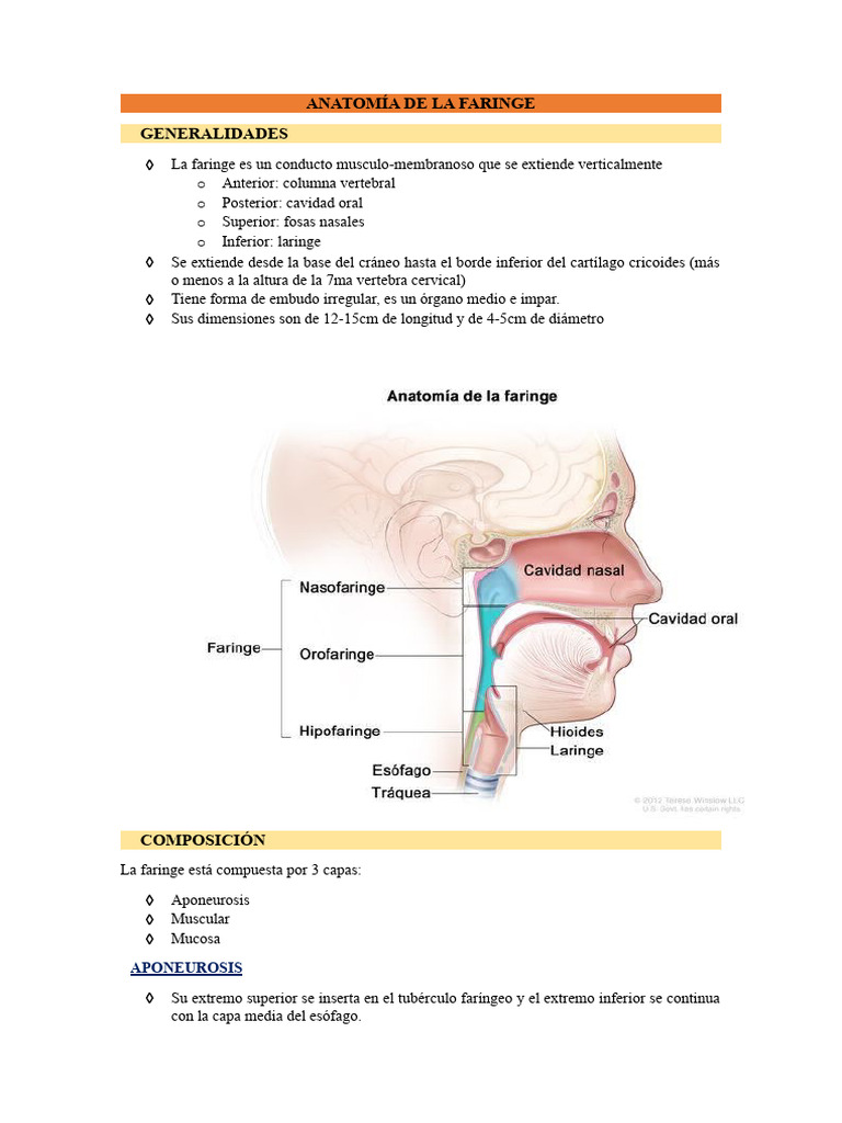 Anatomía de la Faringe y Laringe | PDF | Laringe | Sistema respiratorio