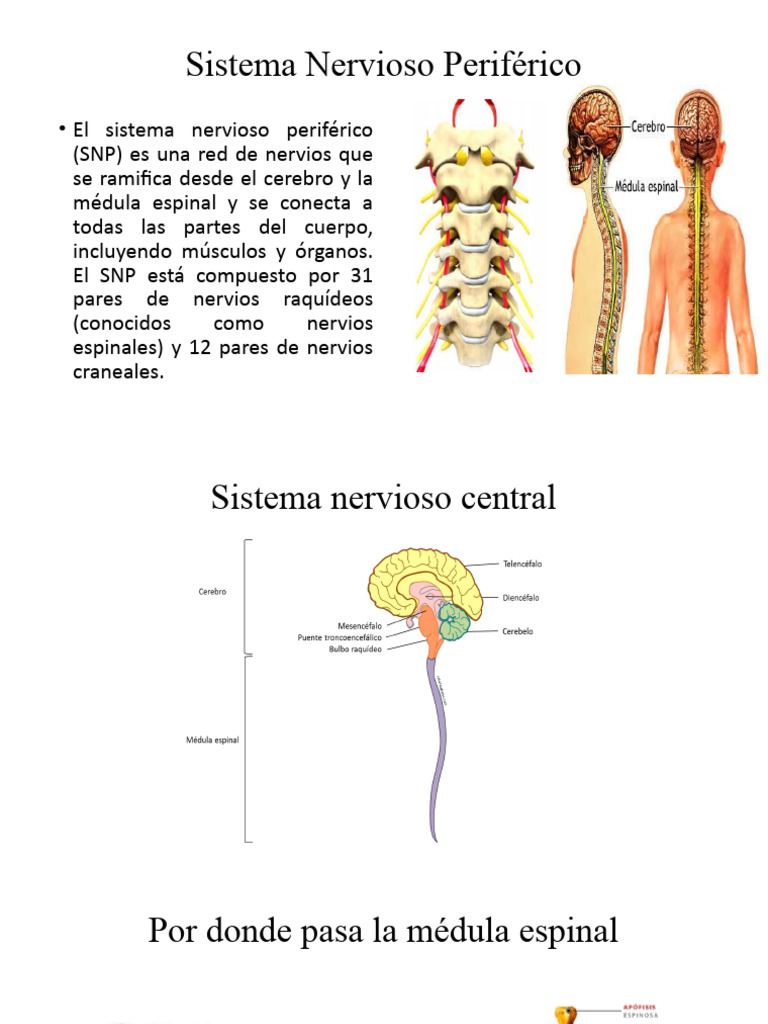 Estructura y Funciones del SNP | PDF | Médula espinal | Sistema nervioso