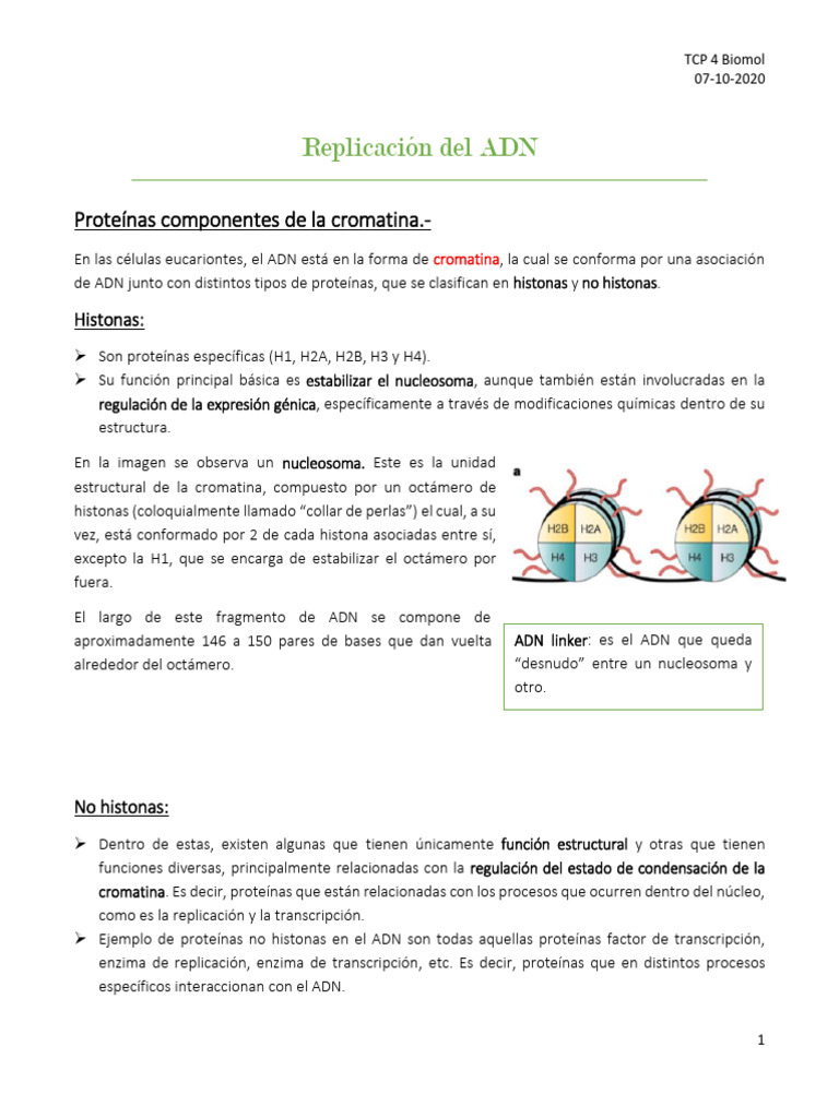 Replicación y Estructura del ADN | PDF | Histona | Ciclo celular