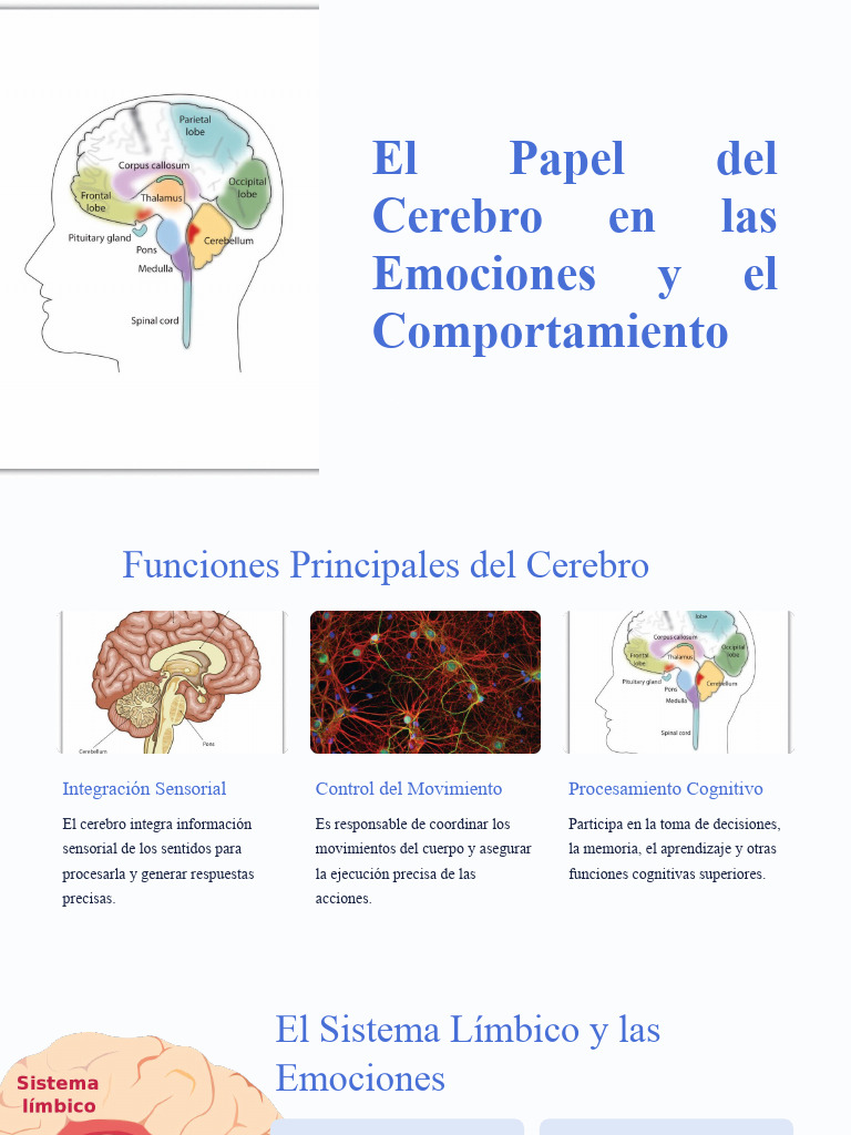 1-3-3 Papel Del Cerebro en Las Emociones y El Comportamiento | PDF ...