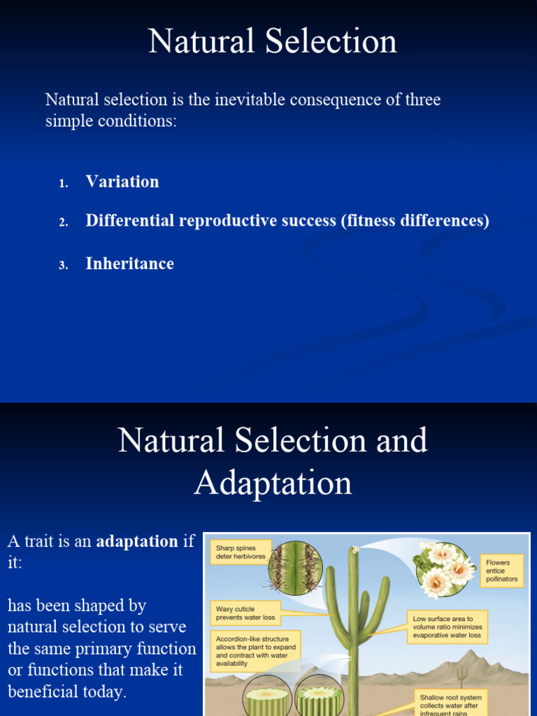 Natural Selection IIII PDF Natural Selection Feather