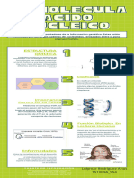 Infografia Acido Nucleico