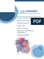 3.5 corazon anatomia 