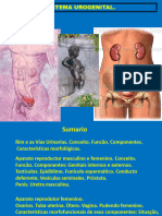 Sistema Urogenital - Resumo 2020