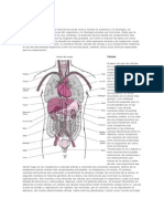 Anatomía