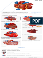 Corazon Anatomico Dibujo Real - Búsqueda de Google