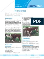 Bloat in Cattle and Sheep