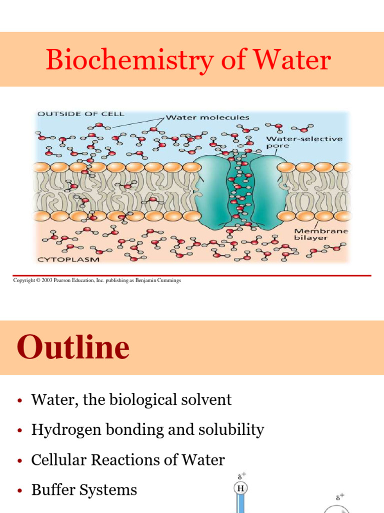 Chapter 2 Water | PDF | Cell Membrane | Ph