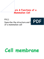 2 Struc Func of A Mammalian Cell