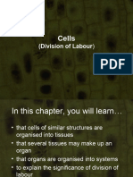 Cells - Division of Labour