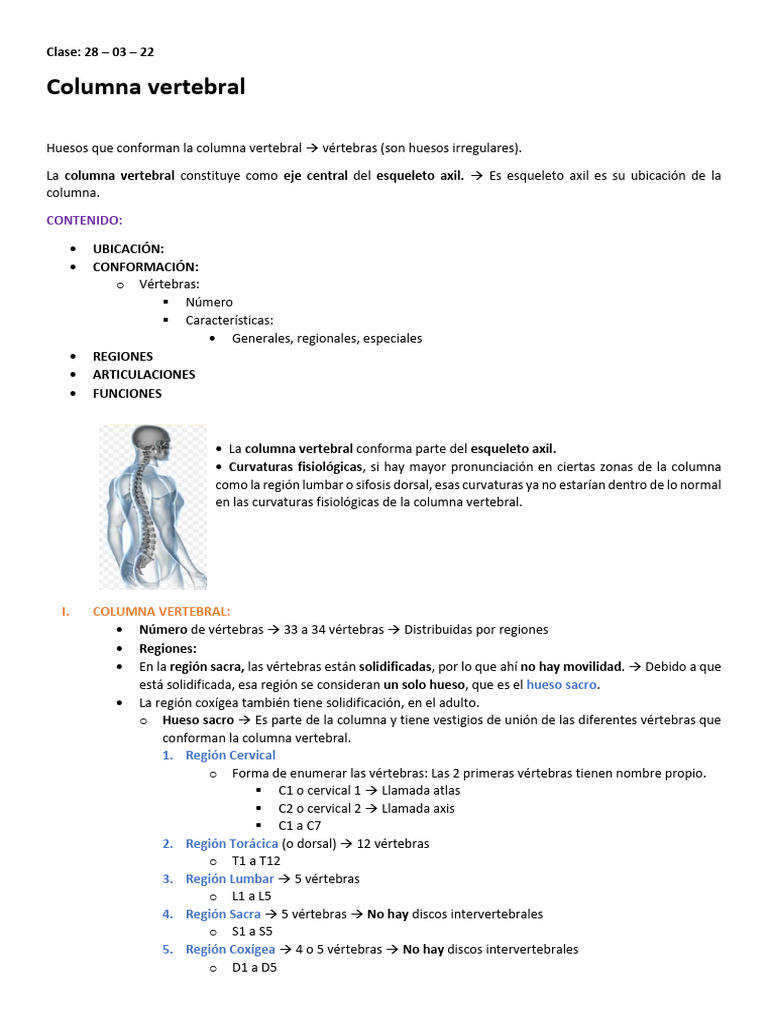 Estructura y Funciones de la Columna Vertebral | PDF | La columna ...