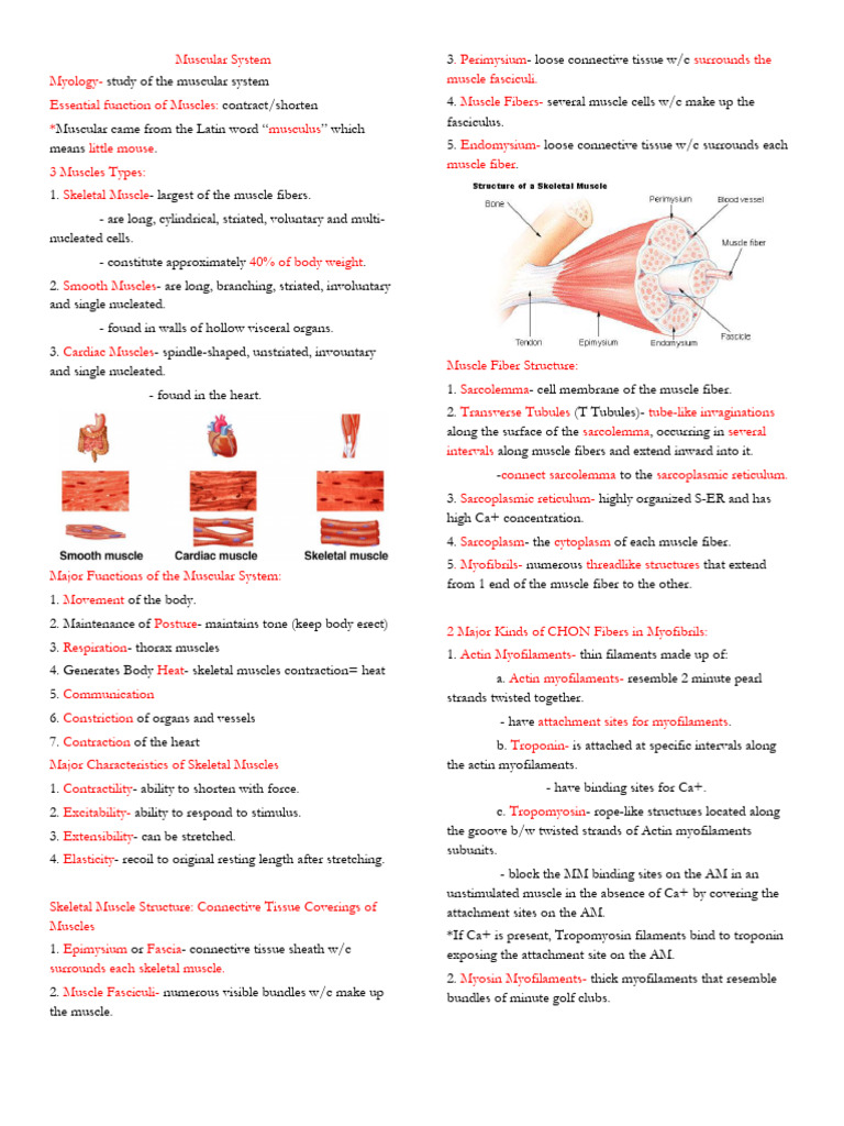 Overview of the Muscular System | PDF | Muscle Contraction | Foot