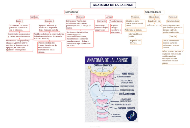 Anatomia de La Laringe 11 | PDF | Laringe | Producción de sonido