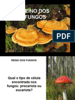 Reino Fungi Slides