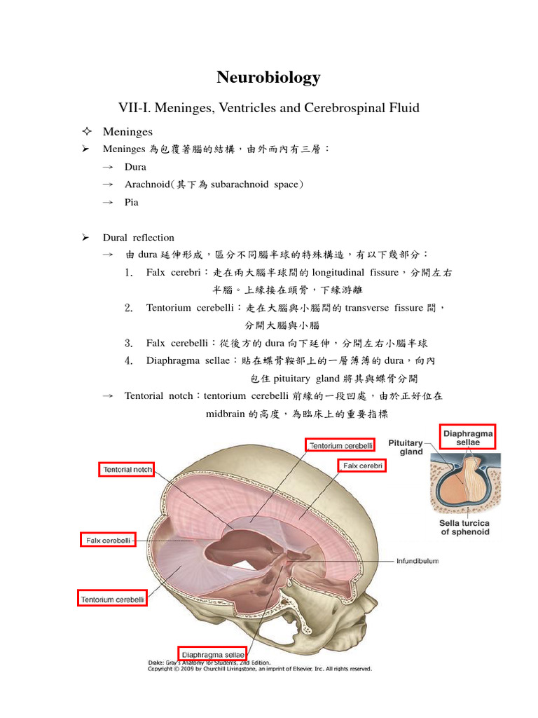 Neurobiology: Vii-I - Meninges, Ventricles and Cerebrospinal Fluid | PDF