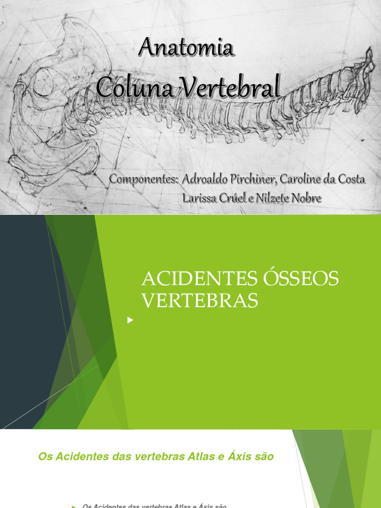 Anatomia da Coluna Vertebral e Ligamentos | PDF | Vértebra | Coluna ...