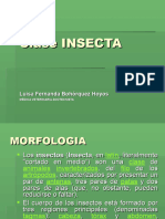 Clase Insecta