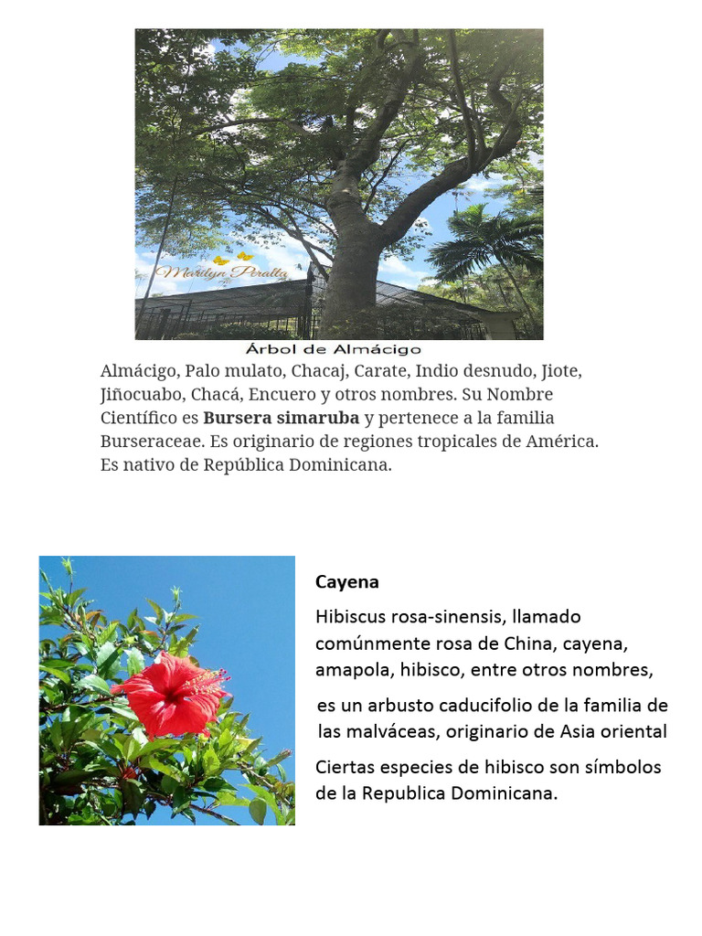 Flora y Fauna Dominicana Definicion | PDF